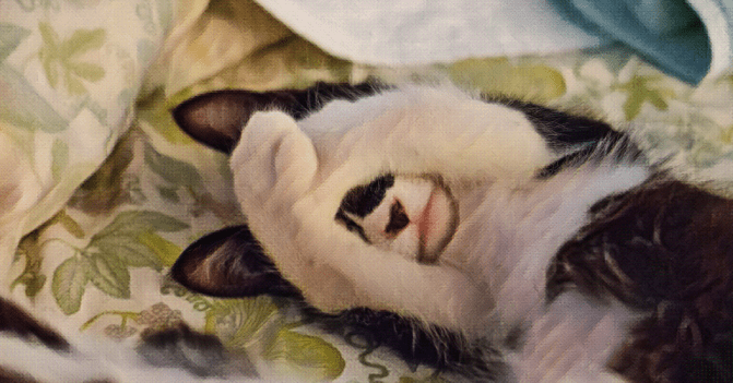 a black and white kitten laying on a green floral blanket wraps both arms across her eyes, as if trying not to see face to face