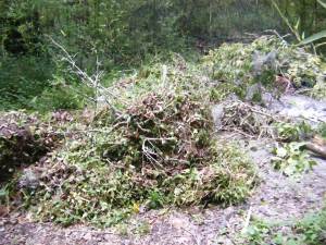 I was so proud of my efforts, I shot a photo of the piles of wandering jew and other yard debris I gathered that first day. You should see this area of the yard now!