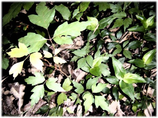 In our back yard, I noticed a clumping of both my summer nemeses, poison ivy (left) and wandering jew. I got itchy just shooting the photo...