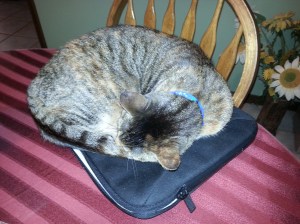 Our cat, Tori, curls up on my laptop sleeve. Though I would prefer a hairless case for my computer, I make the compromise so I can actually type.