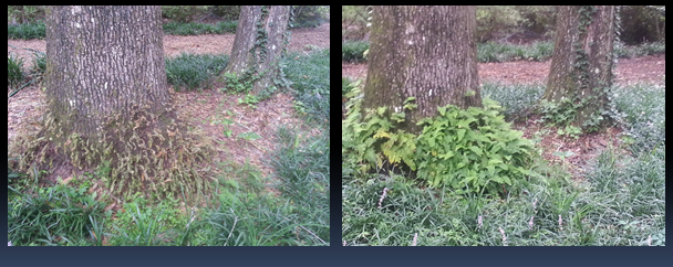 Same tree, next day.