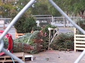 Home Depot's Christmas Tree House of Horrors...