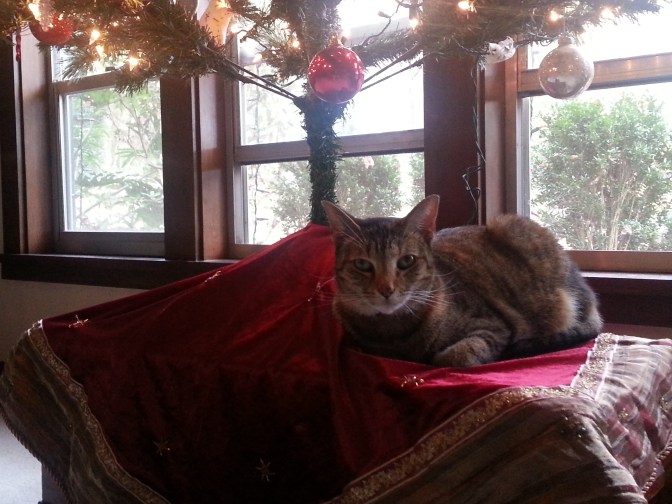 More song lyrics... namely, "You're so vain... You probably think this song is about you..." comes to mind when I see my cat under our Christmas tree. She seems to think the tree -- and its ornaments are her new play things... I can imagine she would think the song, "You Oughta Be In Pictures" is also all about her...