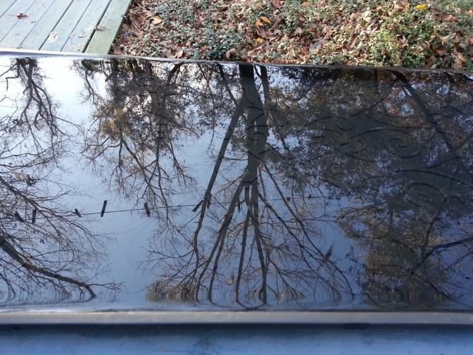 After 12 hours of rainfall and cloud cover, sunlight allowed a view of our yard to reflect on the mirrored surface of this tray filled with rain water.