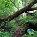 If a gift falls in the forest…