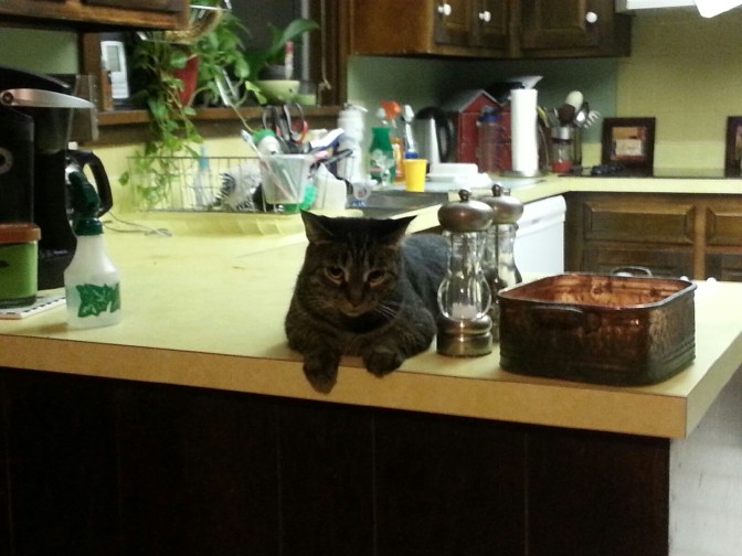 Our well-named cat Trouble caught by my camera. Does she know  she's not supposed to be on the counter? Maybe. But to her, breaking the rule is far better when she can tower over her nemesis, Tori.  Read her story at https://saradagen.com/tag/cat-trouble/. 