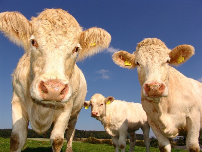 don't tell a woman she looks like a cow tipping. ever.