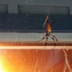 5 lessons I learned from a spider not named Charlotte