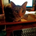 Some People Are Too Nice to Own a Cat