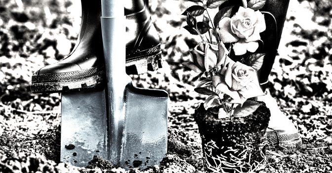 a gardener pushes a shovel into the snowy earth to dig a hole for a rose bush