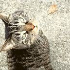 I’ve Lost Her: One Cat Who Stops Cars and Steals Hearts
