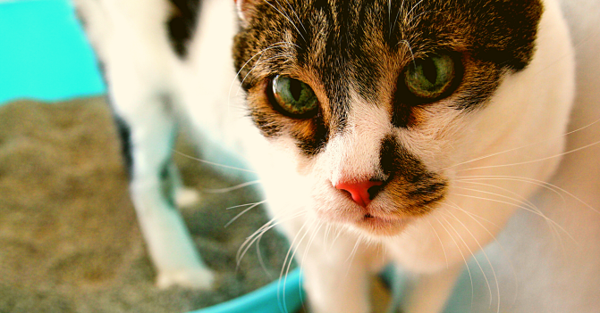 A cat stares at the camera as it exits its litterbox