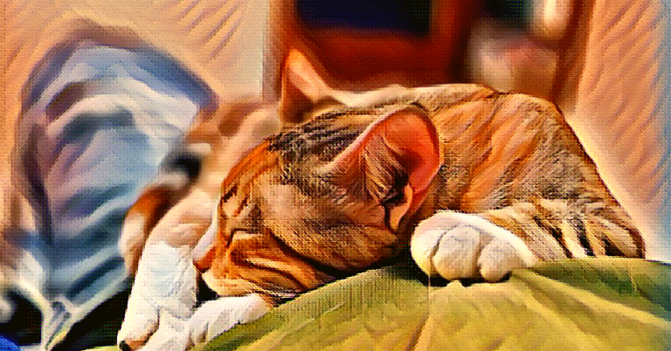 tabby cat sleeping contentedly on her owner's chest