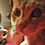 My Cat Understands the Power and Blessing of Her Master’s Hand