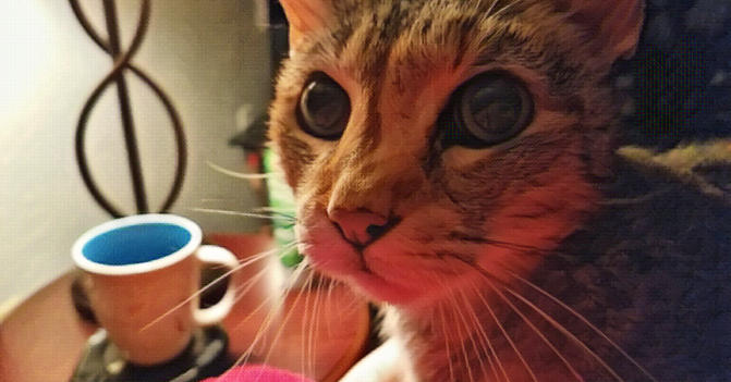 A tabby cat looking at her owner, expectantly.