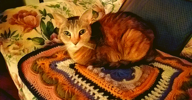 Tori the tabby cat cuddles atop a cat-sized afghan of mixed colors and textures, made by my workout partner Connie.