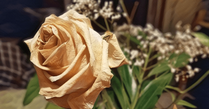 a white rose, yellowed and wrinkled with age, stands proudly in a vase of tiring baby's breath and greenery, the only rose remaining.