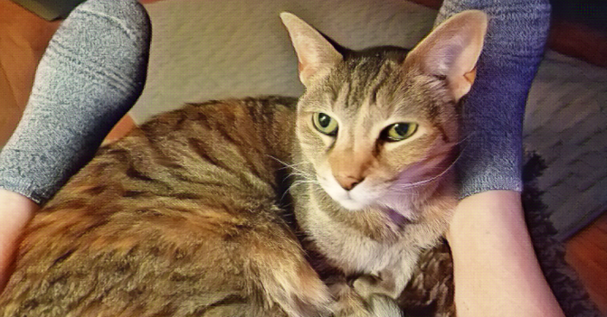 a tabby cat looks cozy between a woman's feet. she's snuggled on a blanket perched on a footstool.